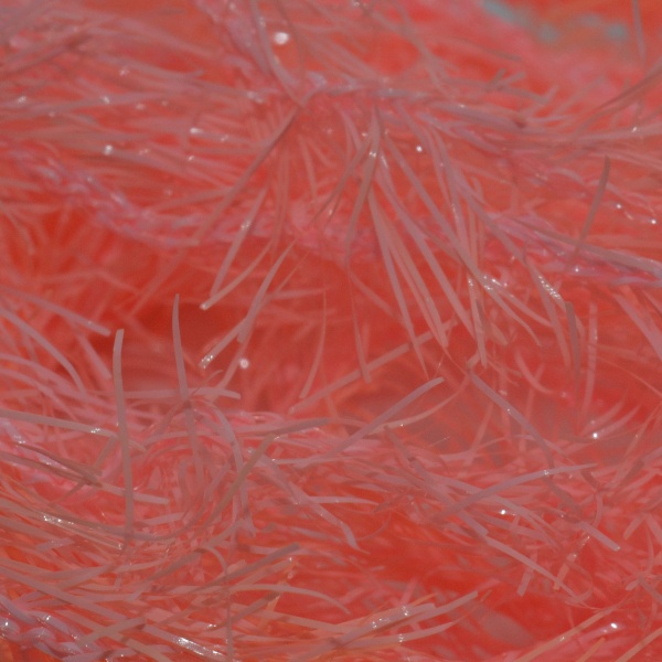 Fluo Coral