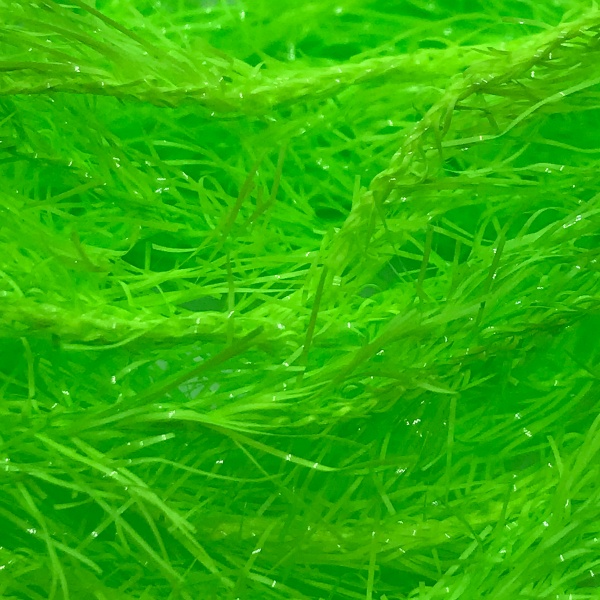 Chartreuse