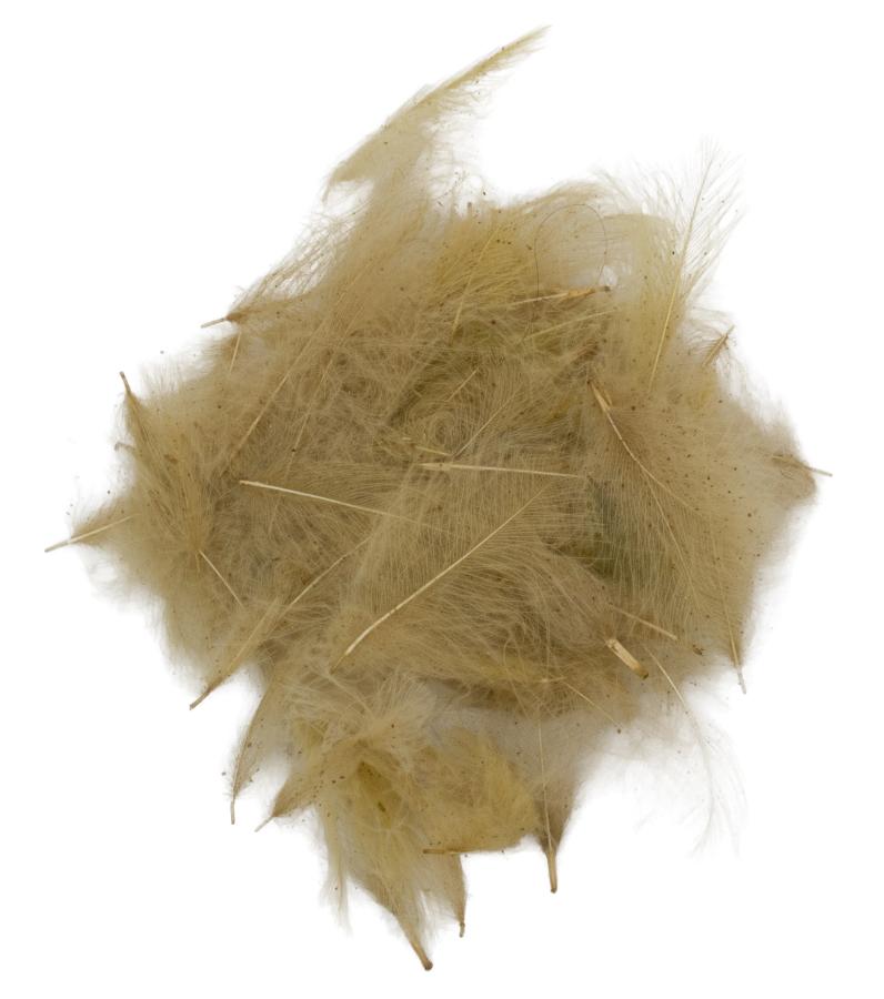 37 - Very Pale Olive