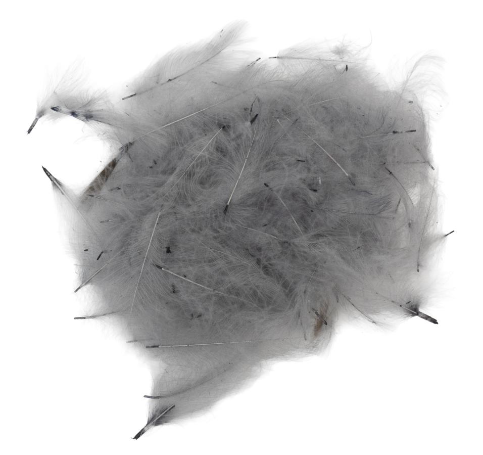 11 - Carlina