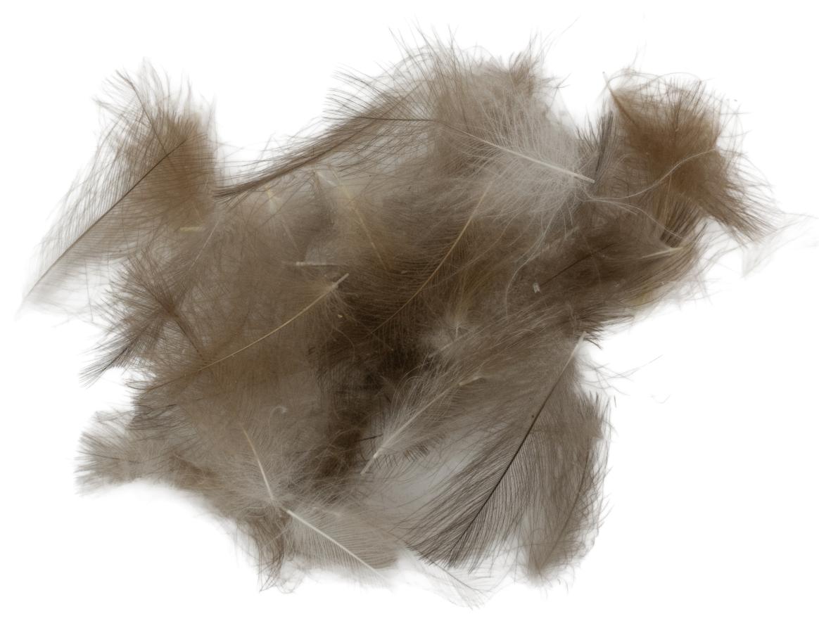 06 - Brown