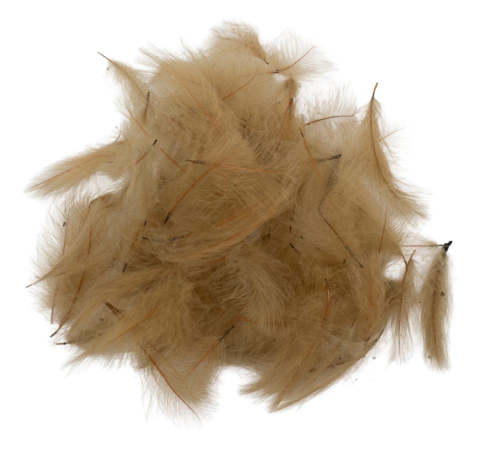 05 - Khaki Campell