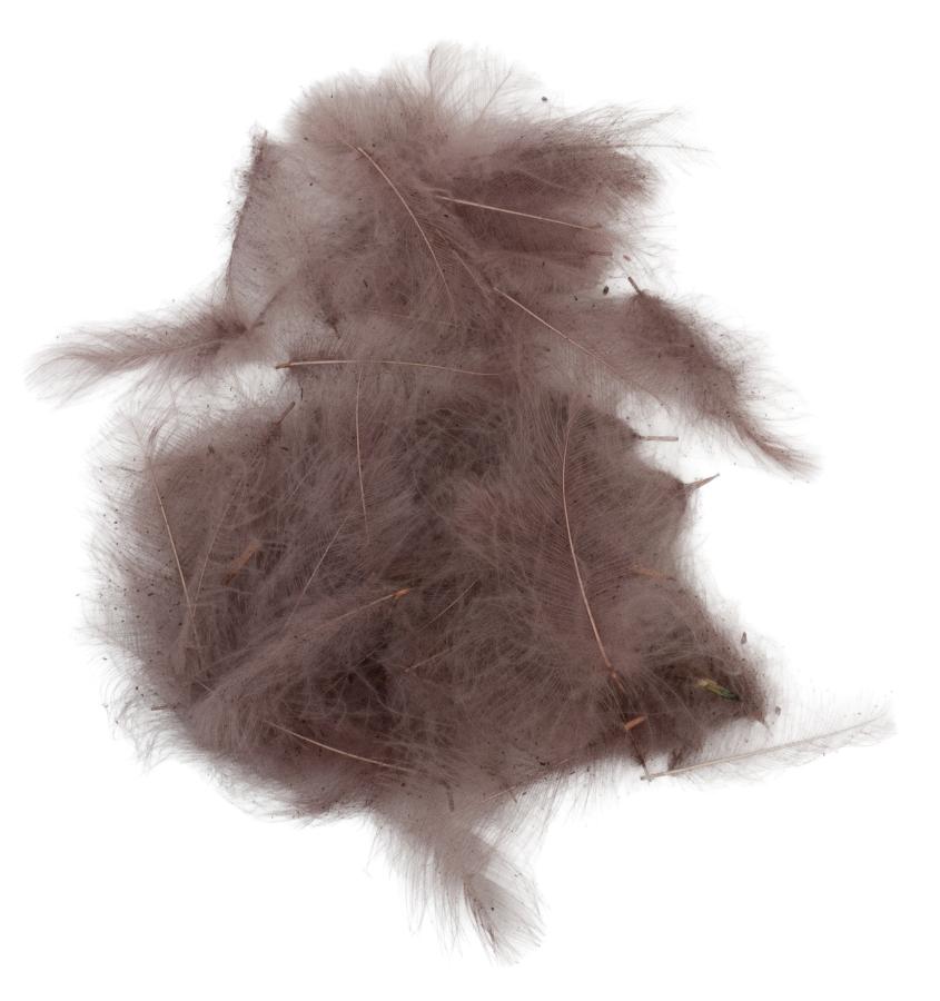 05 - Soldanella