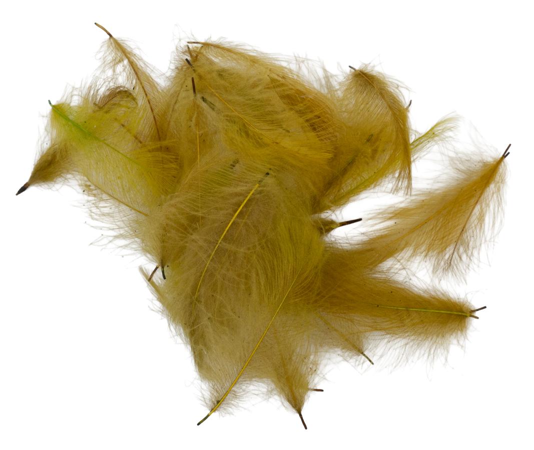 22 - Pale Olive